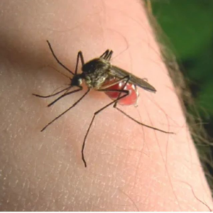 A mosquito biting human skin, drawing blood.
