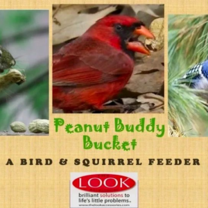 Three bird species featured on a bird and squirrel feeder sign.